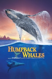 Humpback Whales-full